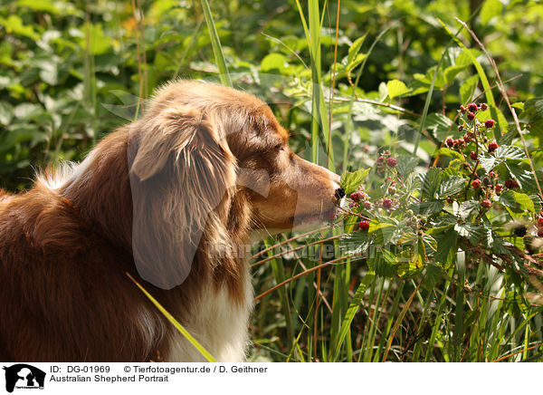 Australian Shepherd Portrait / Australian Shepherd Portrait / DG-01969