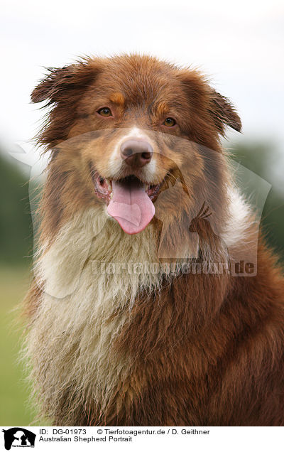 Australian Shepherd Portrait / Australian Shepherd Portrait / DG-01973