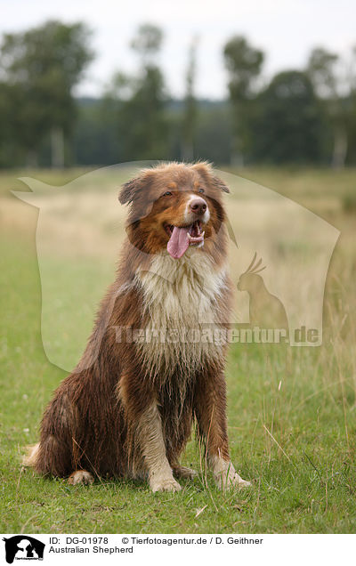Australian Shepherd / Australian Shepherd / DG-01978