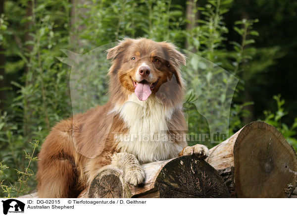 Australian Shepherd / Australian Shepherd / DG-02015