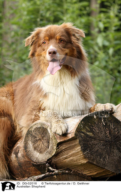Australian Shepherd / Australian Shepherd / DG-02016