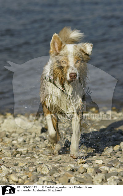 rennender Australian Shepherd / running Australian Shepherd / BS-03512