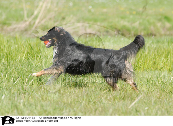 spielender Australian Shepherd / playing Australian Shepherd / MR-04178