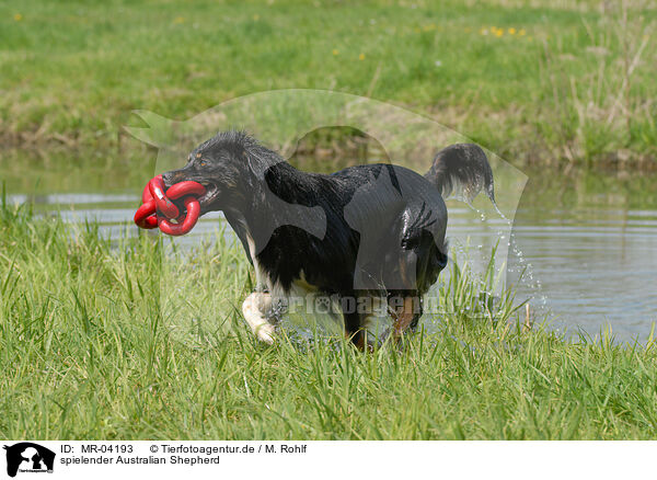 spielender Australian Shepherd / playing Australian Shepherd / MR-04193