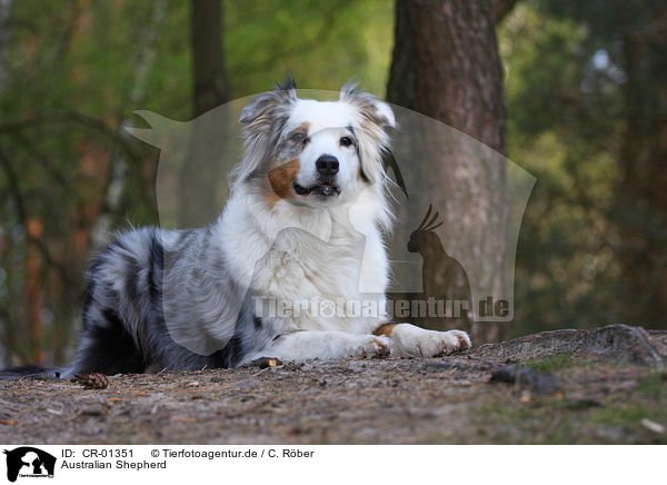 Australian Shepherd / Australian Shepherd / CR-01351
