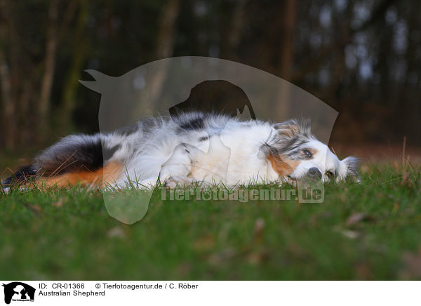 Australian Shepherd / Australian Shepherd / CR-01366