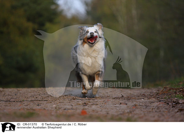 rennender Australian Shepherd / running Australian Shepherd / CR-01370