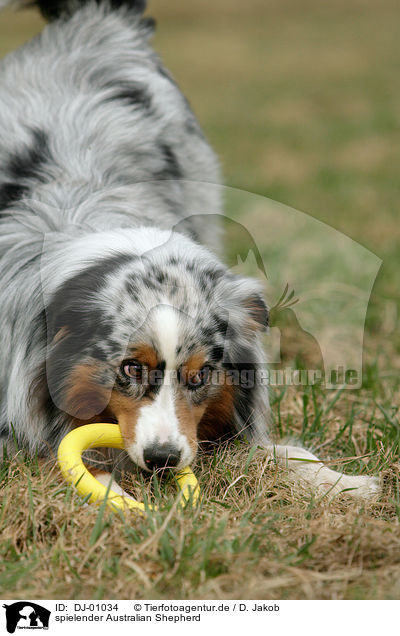 spielender Australian Shepherd / DJ-01034