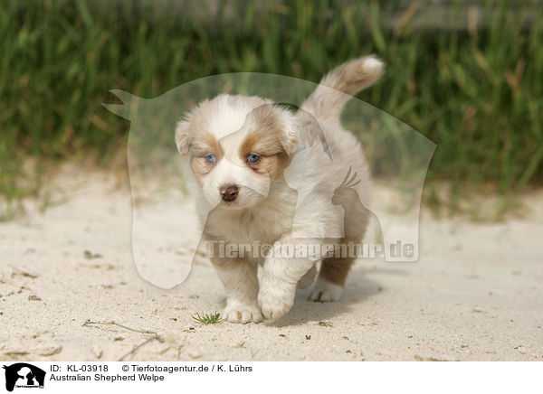 Australian Shepherd Welpe / Australian Shepherd Puppy / KL-03918