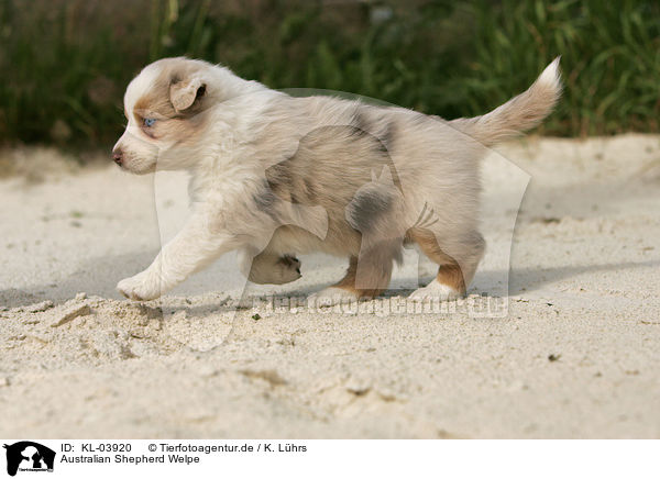 Australian Shepherd Welpe / Australian Shepherd Puppy / KL-03920