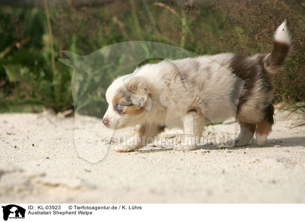 Australian Shepherd Welpe / Australian Shepherd Puppy / KL-03923