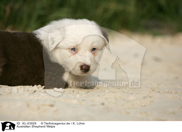 Australian Shepherd Welpe / Australian Shepherd Puppy / KL-03929