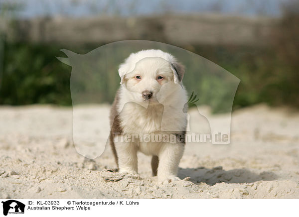 Australian Shepherd Welpe / Australian Shepherd Puppy / KL-03933