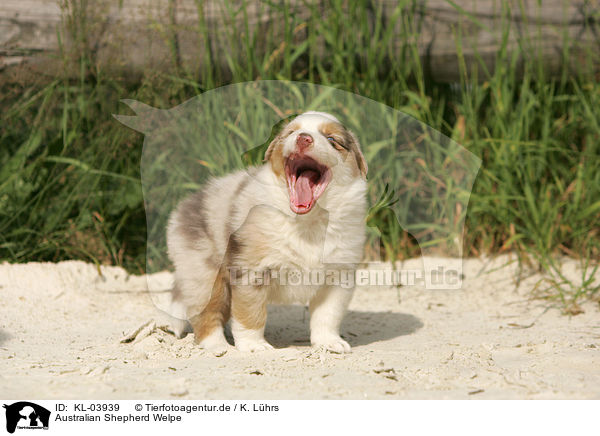 Australian Shepherd Welpe / Australian Shepherd Puppy / KL-03939