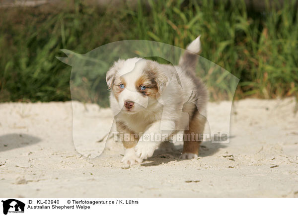 Australian Shepherd Welpe / Australian Shepherd Puppy / KL-03940
