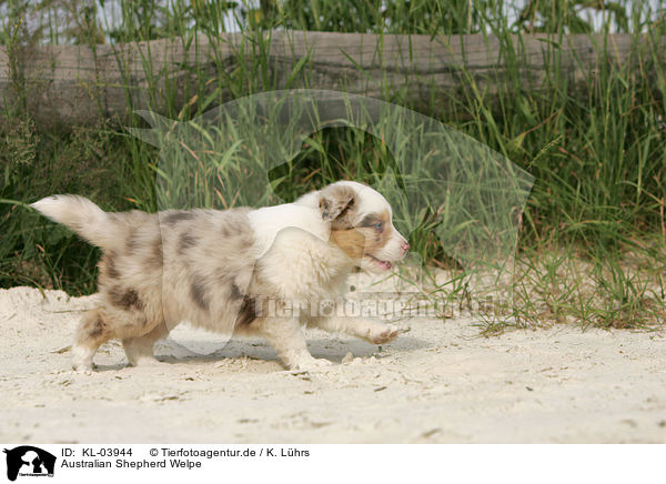 Australian Shepherd Welpe / Australian Shepherd Puppy / KL-03944