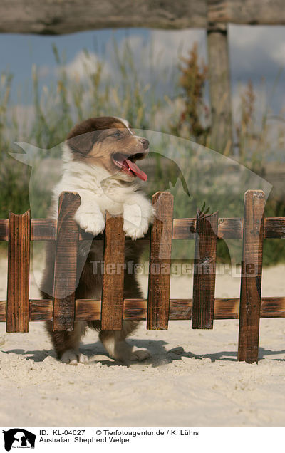 Australian Shepherd Welpe / Australian Shepherd Puppy / KL-04027