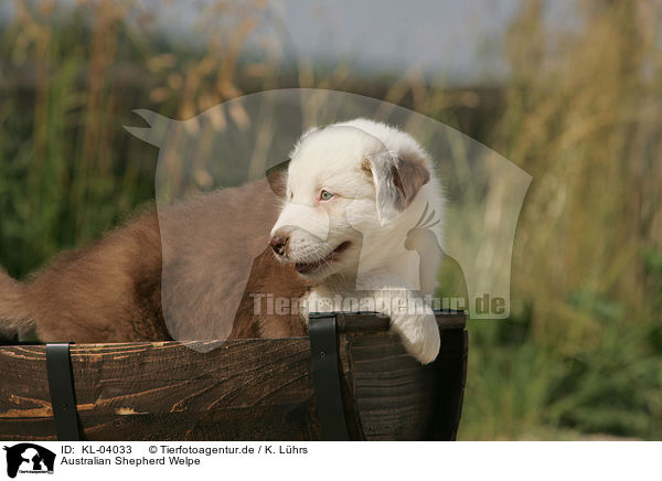 Australian Shepherd Welpe / Australian Shepherd Puppy / KL-04033