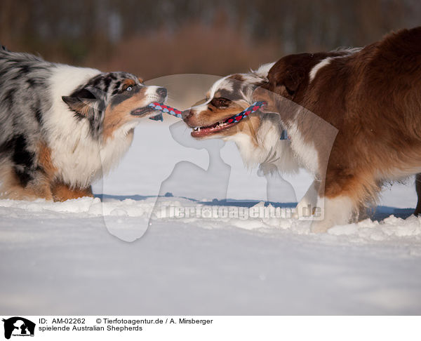 spielende Australian Shepherds / playing Australian Shepherds / AM-02262