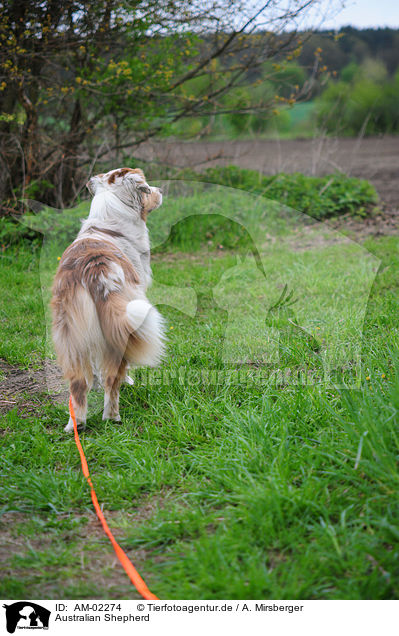 Australian Shepherd / Australian Shepherd / AM-02274