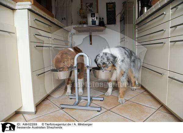 fressende Australian Shepherds / eating Australian Shepherds / AM-02289