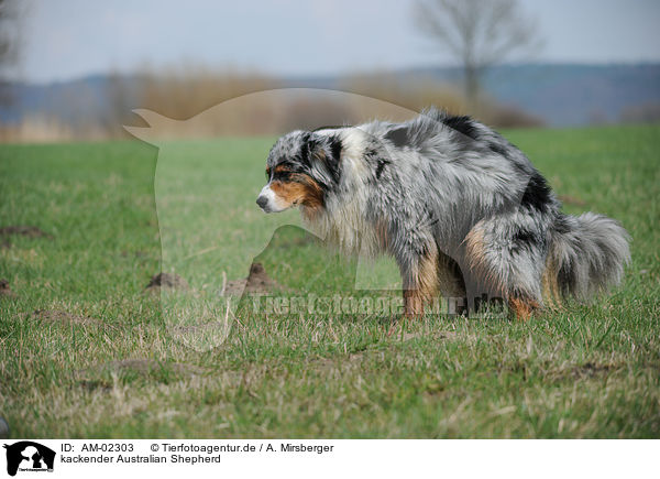 kackender Australian Shepherd / pooping Australian Shepherd / AM-02303