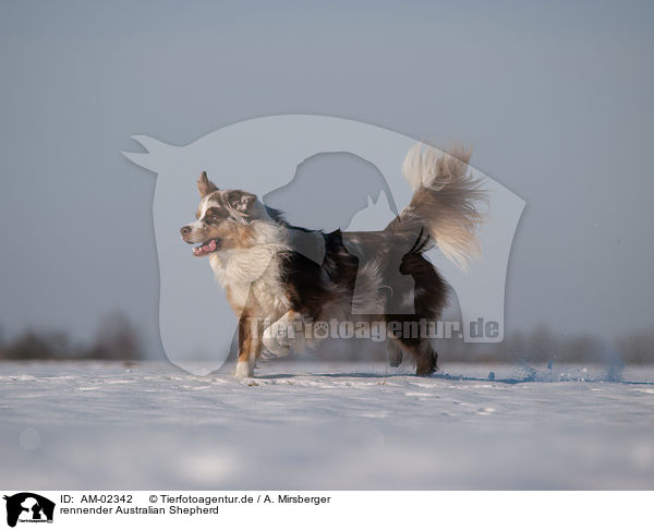 rennender Australian Shepherd / running Australian Shepherd / AM-02342