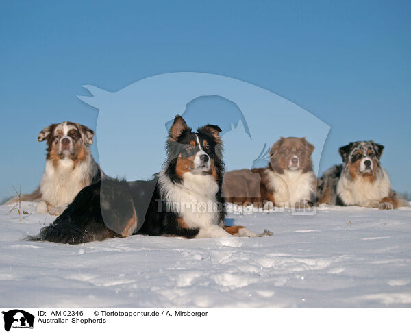 Australian Shepherds / Australian Shepherds / AM-02346