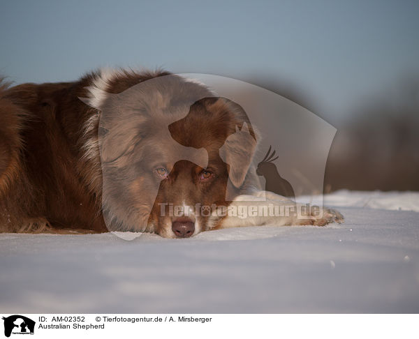 Australian Shepherd / Australian Shepherd / AM-02352