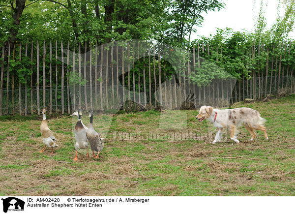 Australian Shepherd htet Enten / Australian Shepherd with ducks / AM-02428