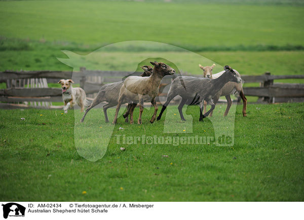 Australian Shepherd htet Schafe / Australian Shepherd with sheeps / AM-02434