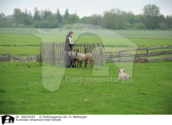 Australian Shepherd htet Schafe / Australian Shepherd with sheeps / AM-02436