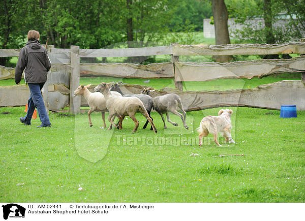 Australian Shepherd htet Schafe / Australian Shepherd with sheeps / AM-02441