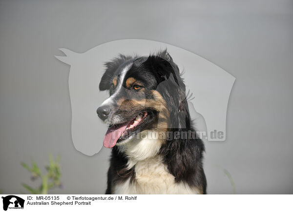 Australian Shepherd Portrait / Australian Shepherd Portrait / MR-05135