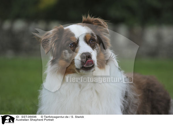 Australian Shepherd Portrait / SST-06696