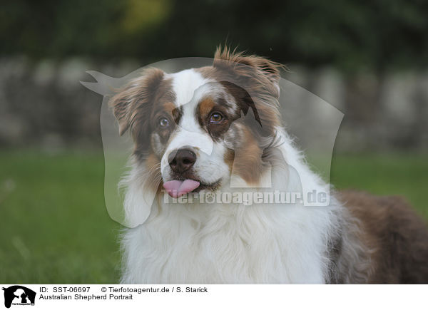 Australian Shepherd Portrait / SST-06697