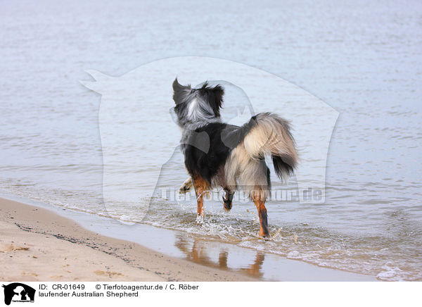 laufender Australian Shepherd / walking Australian Shepherd / CR-01649