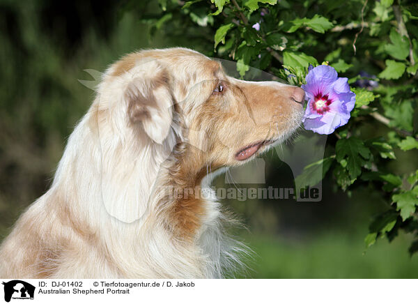 Australian Shepherd Portrait / DJ-01402