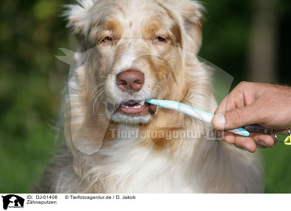 Zhneputzen / teethbrushing / DJ-01406