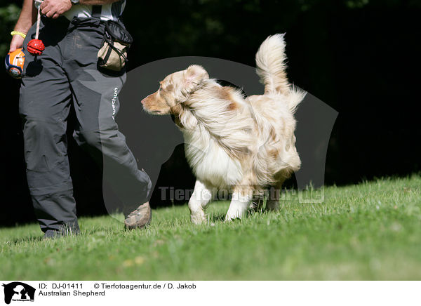 Australian Shepherd / Australian Shepherd / DJ-01411