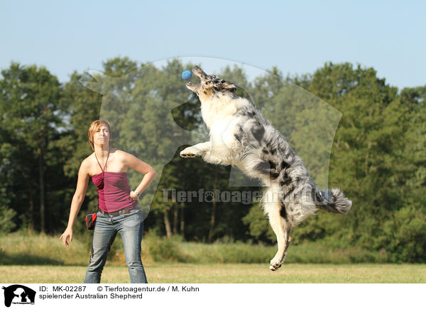 spielender Australian Shepherd / MK-02287
