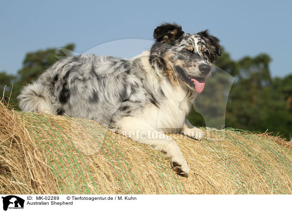 Australian Shepherd / Australian Shepherd / MK-02289