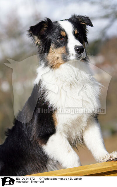 Australian Shepherd / Australian Shepherd / DJ-01872