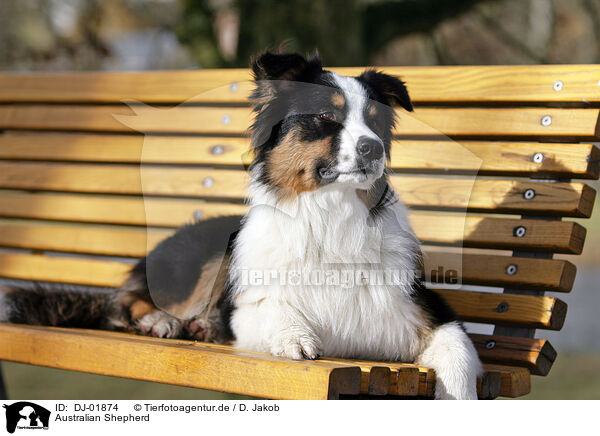 Australian Shepherd / Australian Shepherd / DJ-01874