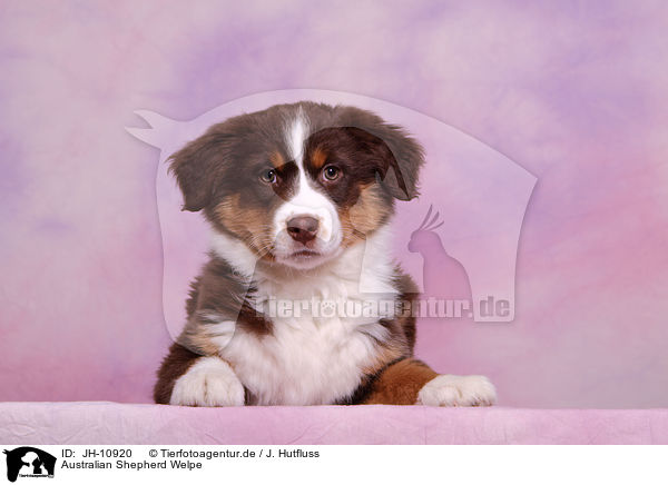 Australian Shepherd Welpe / Australian Shepherd Puppy / JH-10920