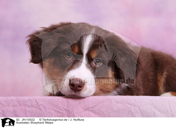 Australian Shepherd Welpe / Australian Shepherd Puppy / JH-10922