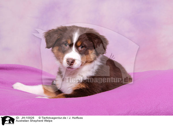 Australian Shepherd Welpe / Australian Shepherd Puppy / JH-10926