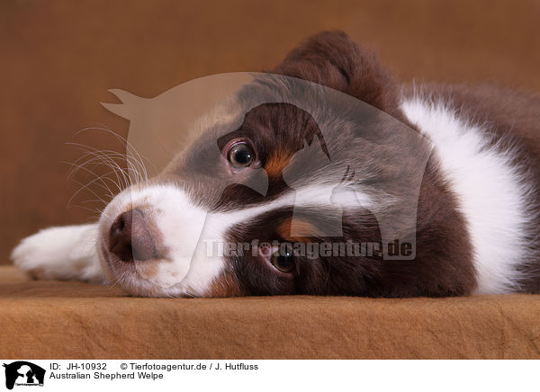 Australian Shepherd Welpe / Australian Shepherd Puppy / JH-10932