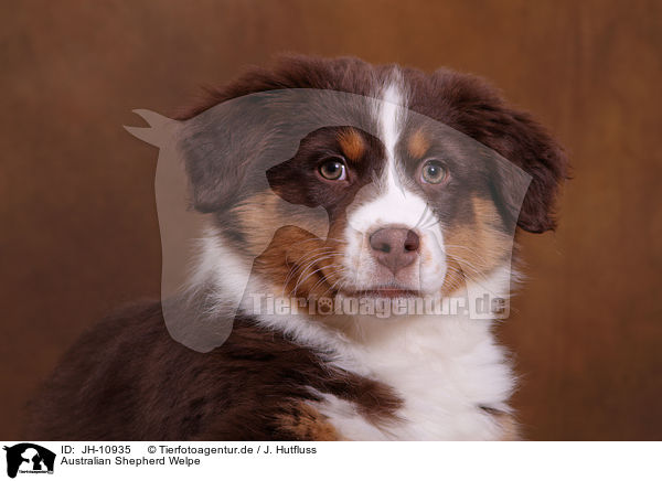 Australian Shepherd Welpe / Australian Shepherd Puppy / JH-10935