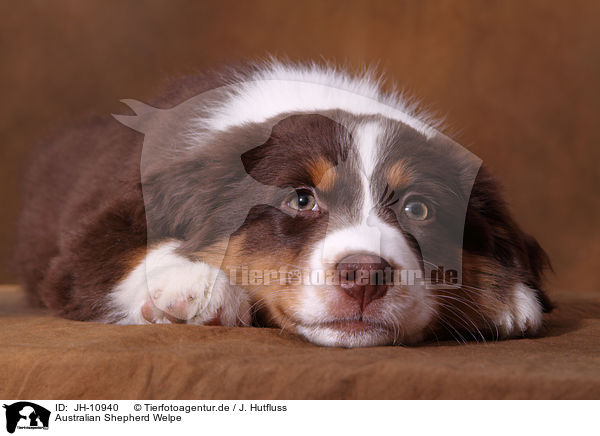 Australian Shepherd Welpe / Australian Shepherd Puppy / JH-10940